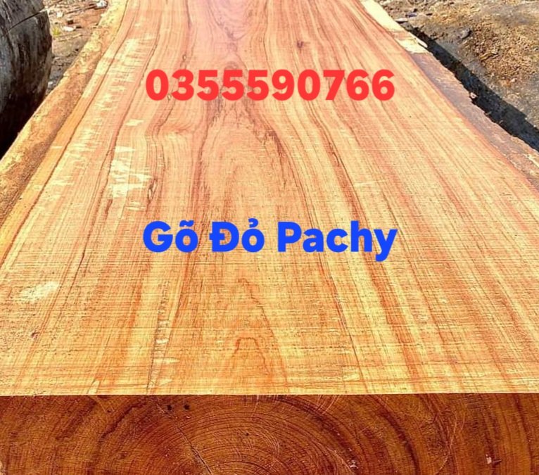 Gỗ gõ đỏ là gì