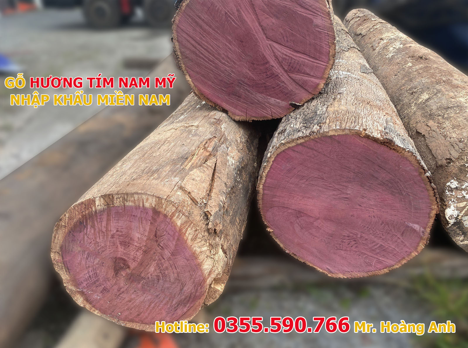 Gỗ Hương Tím ( Cẩm Tía) Nam Mỹ có màu tím nổi bật