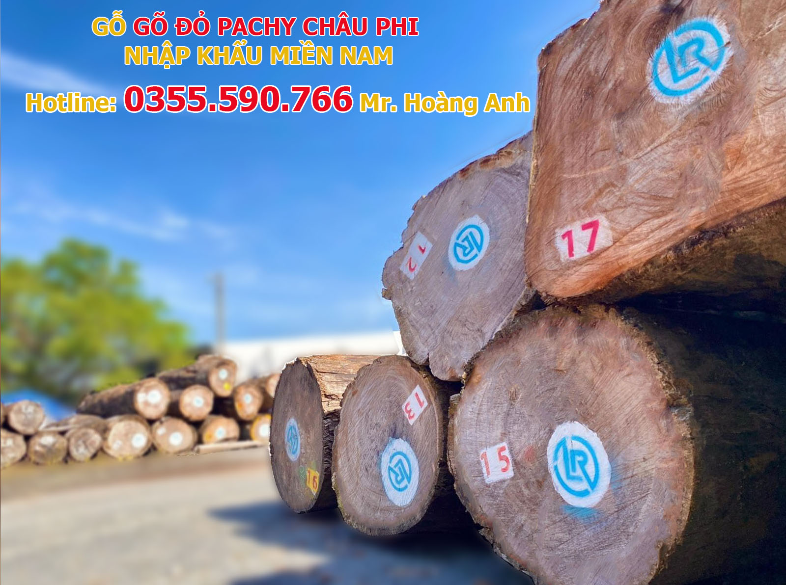 GỖ GÕ ĐỎ PACHY (CHÂU PHI) TỐT NHẤT