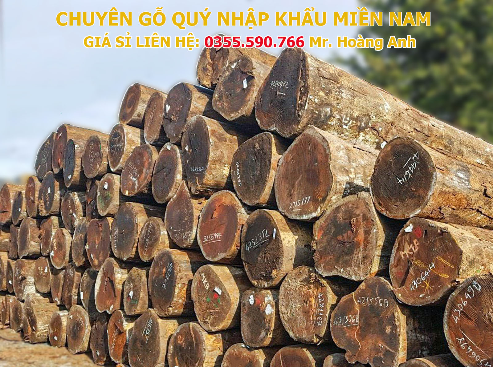 GỖ GÕ ĐỎ MKB NAM MỸ